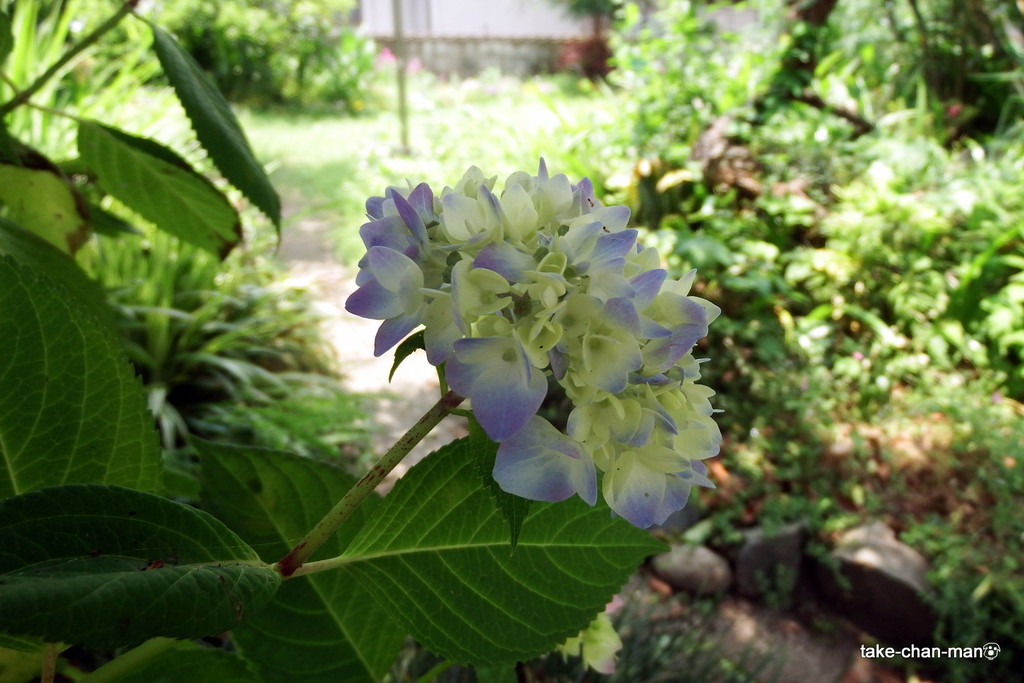 DSCF8499