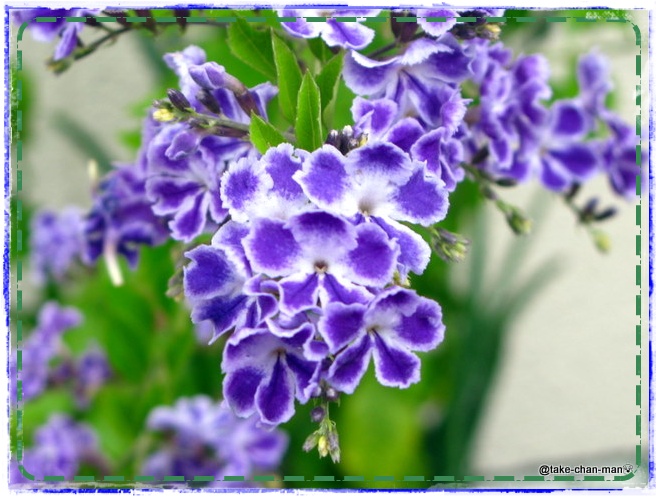 デュランタの花 れお君と庭の花 Fromたけちゃんマン