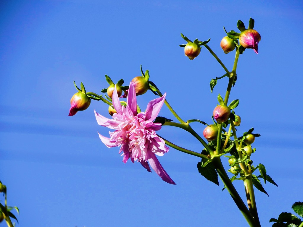 DSCF5161 (2)