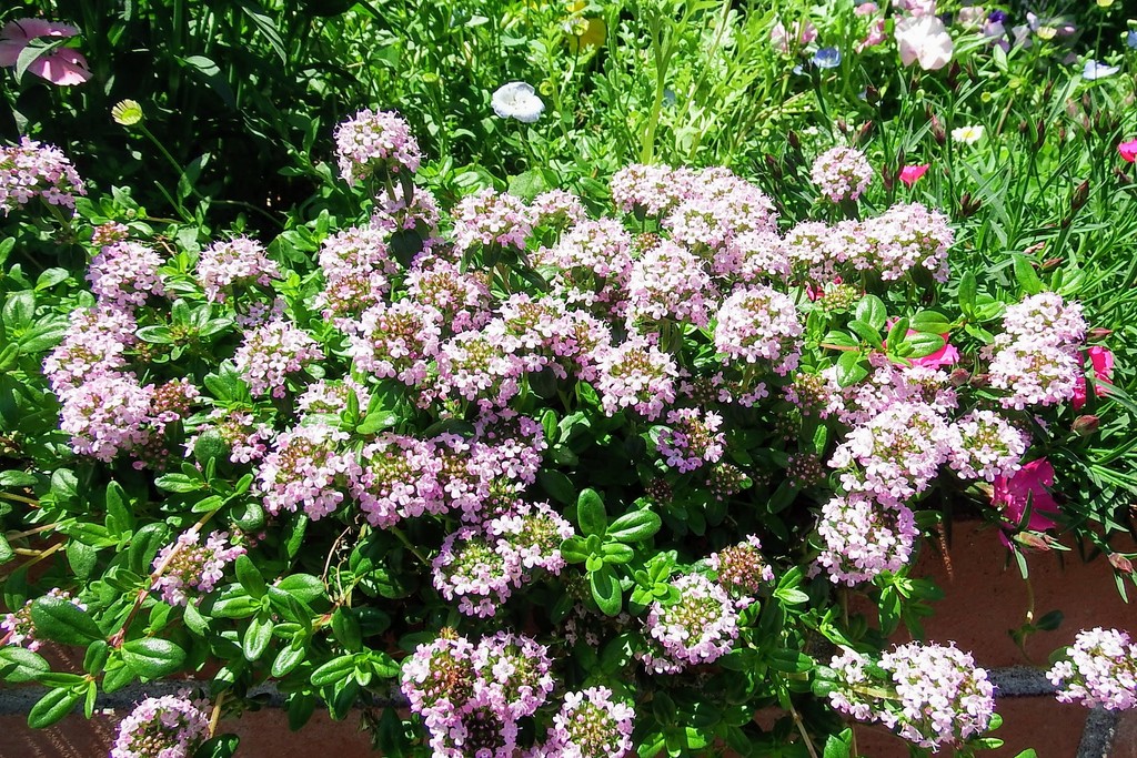 DSCF3583