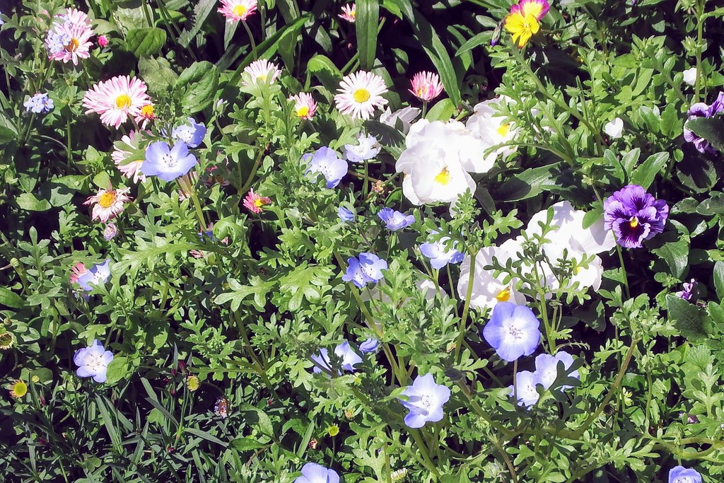 DSCF3565