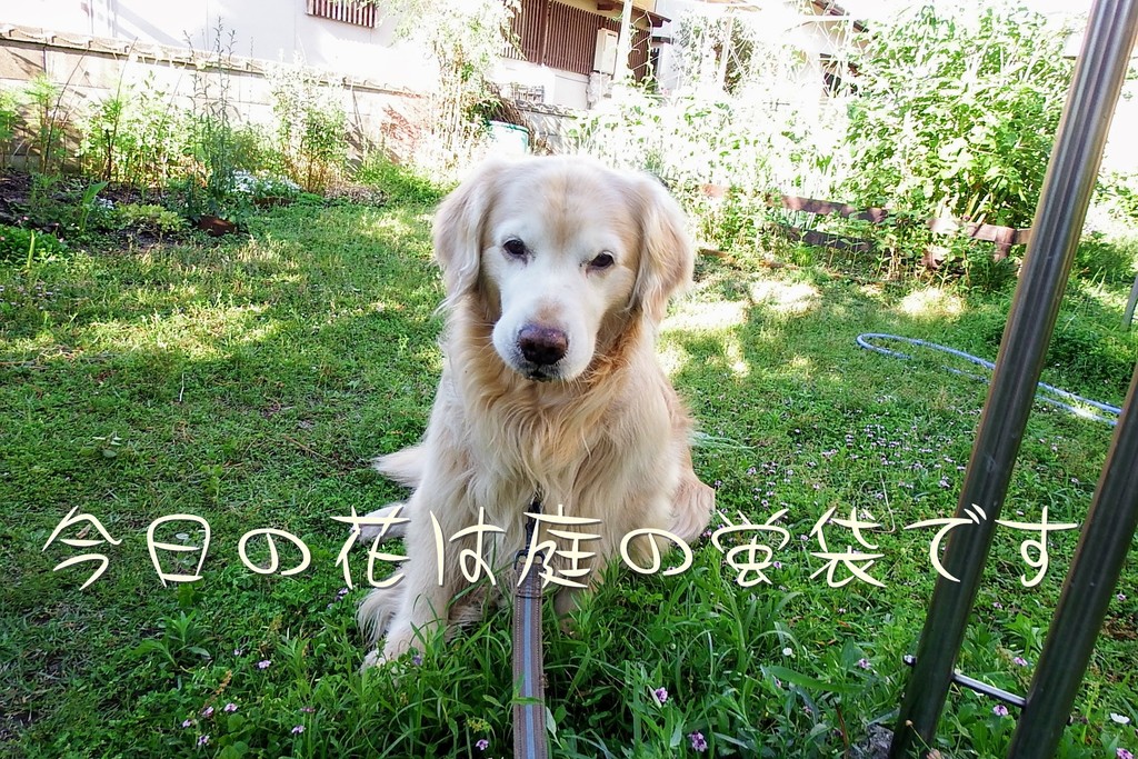 DSCF7335