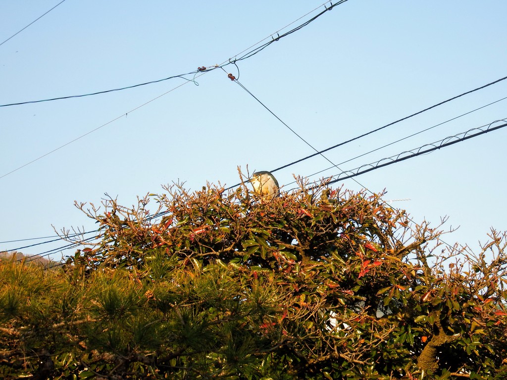DSCF1280-001