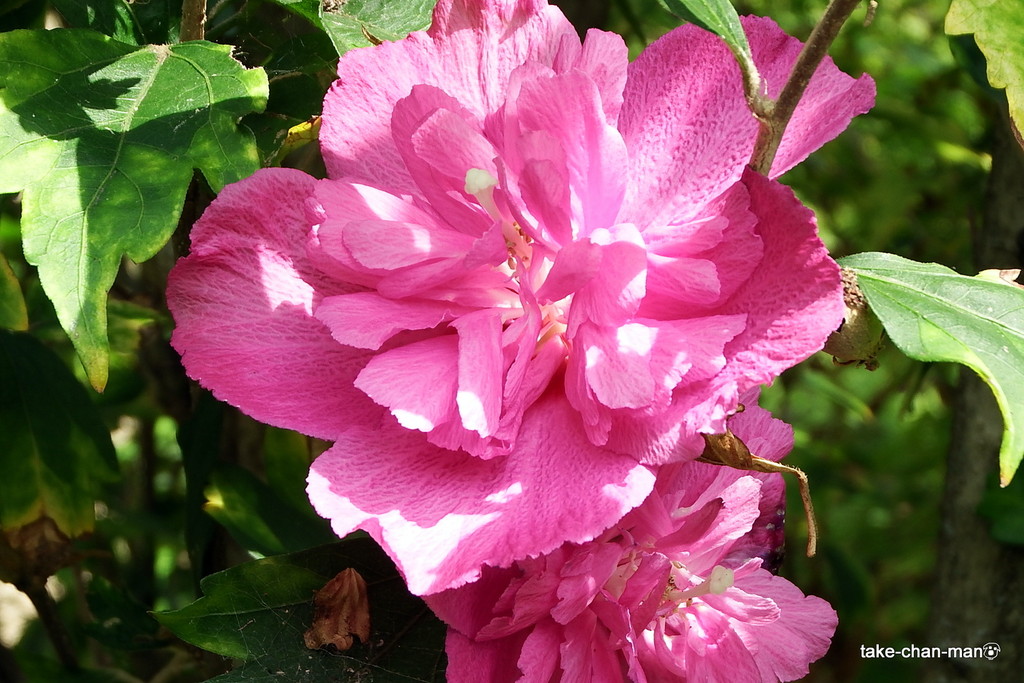 DSCF1619