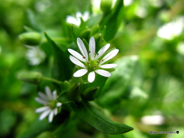 庭のハコベ れお君と庭の花 Fromたけちゃんマン