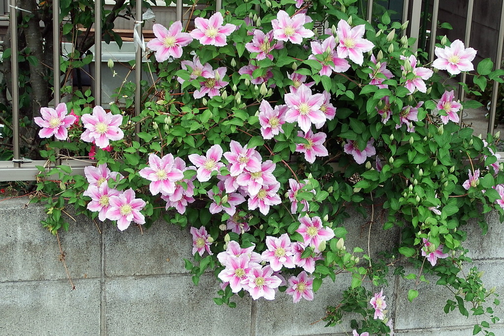 DSCF5026