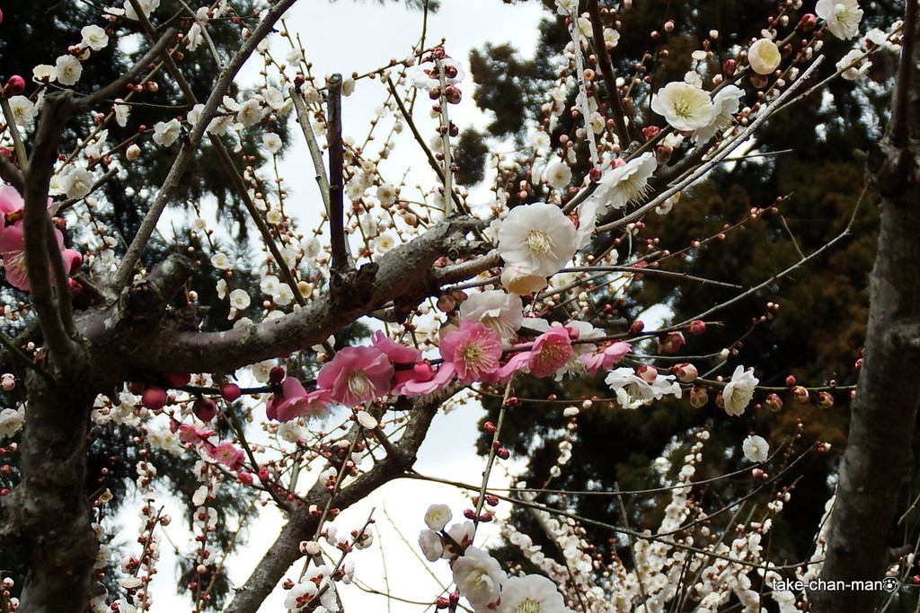 DSCF0548