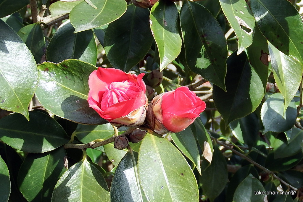 DSCF0113