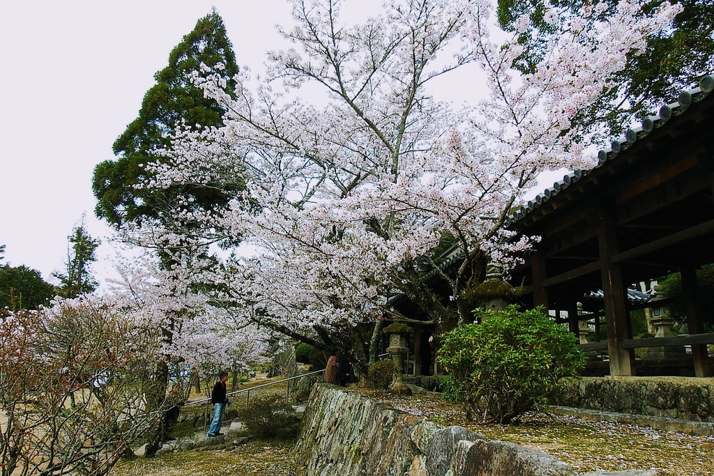 DSCF2501