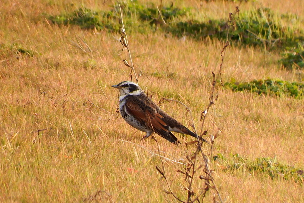 DSCF7246-001