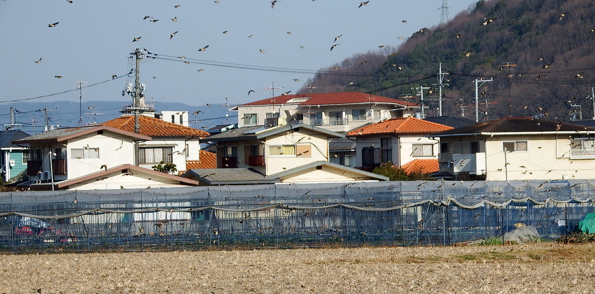 DSCF0939