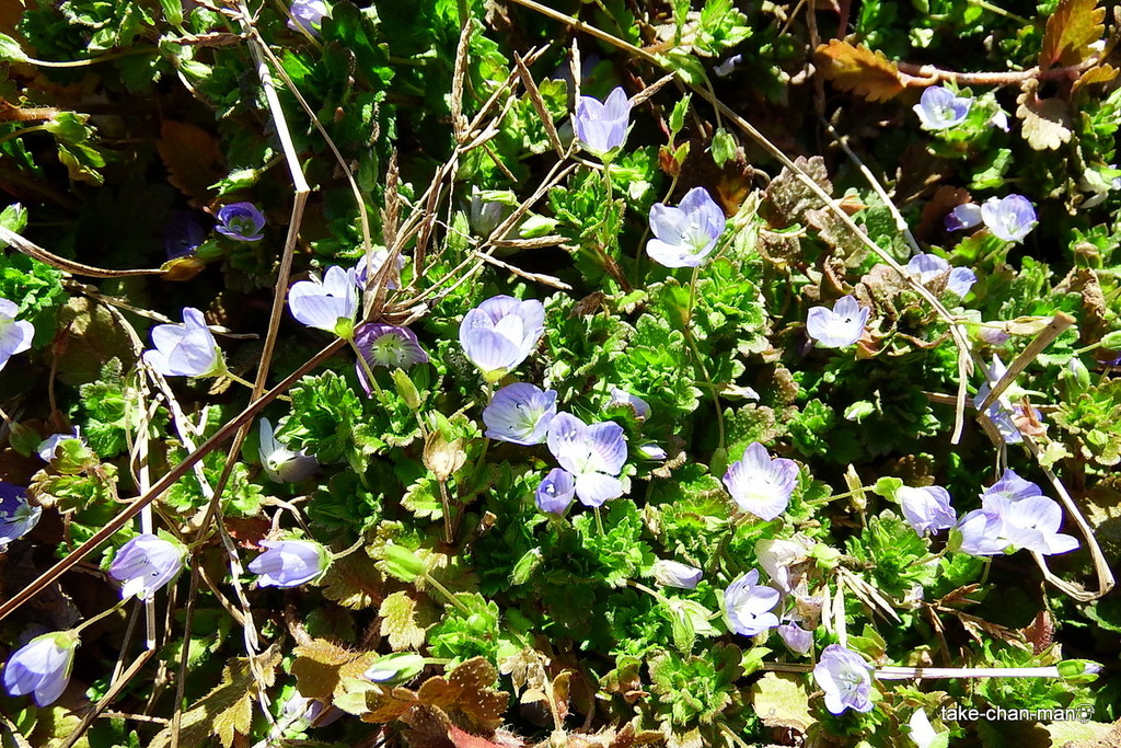 DSCF8950