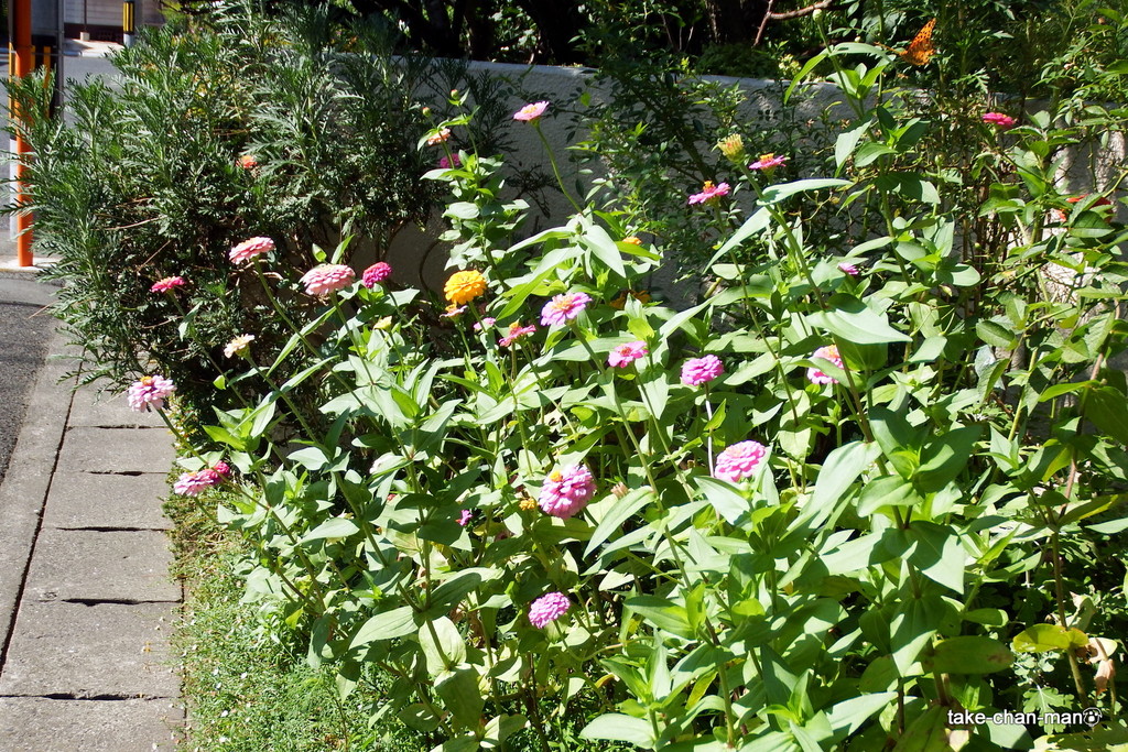 DSCF8484