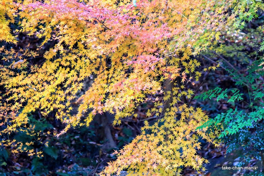 IMG_1368