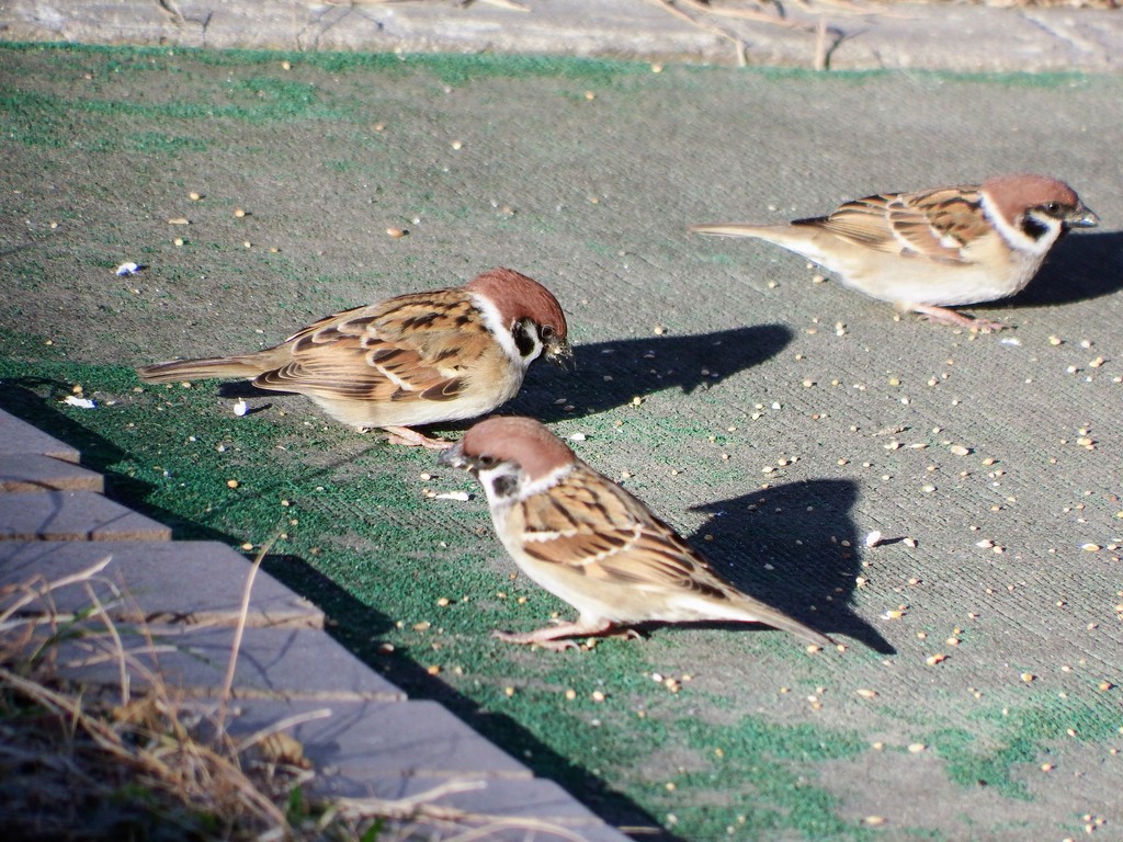 DSCF2266
