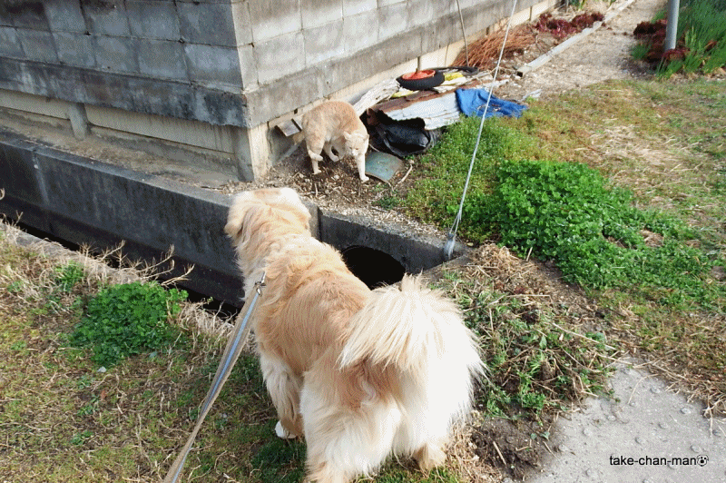 20170329れお君と猫2