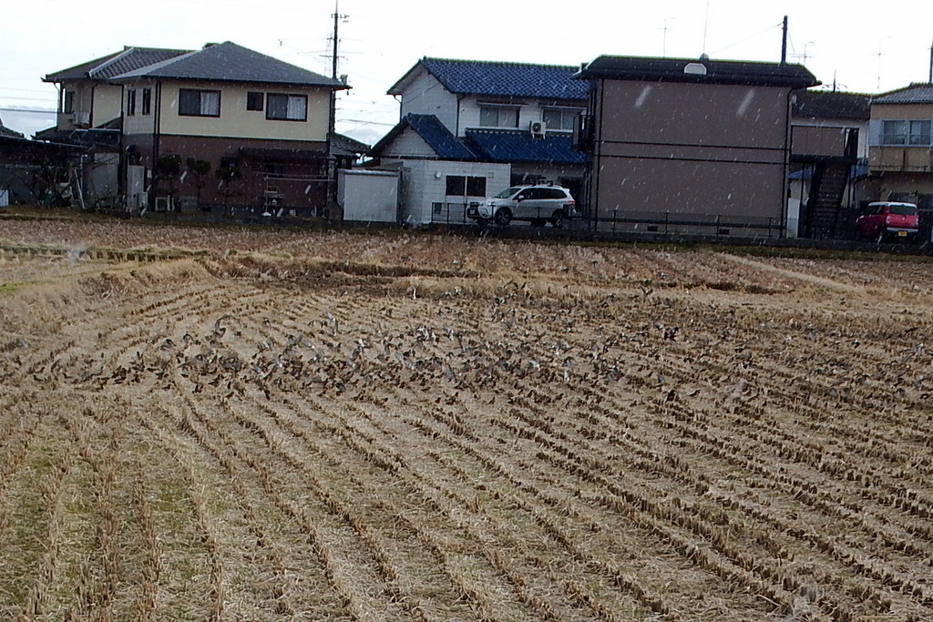 DSCF8215