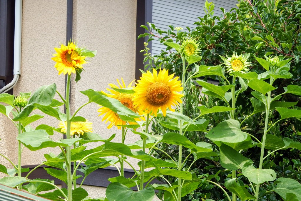DSCF7974