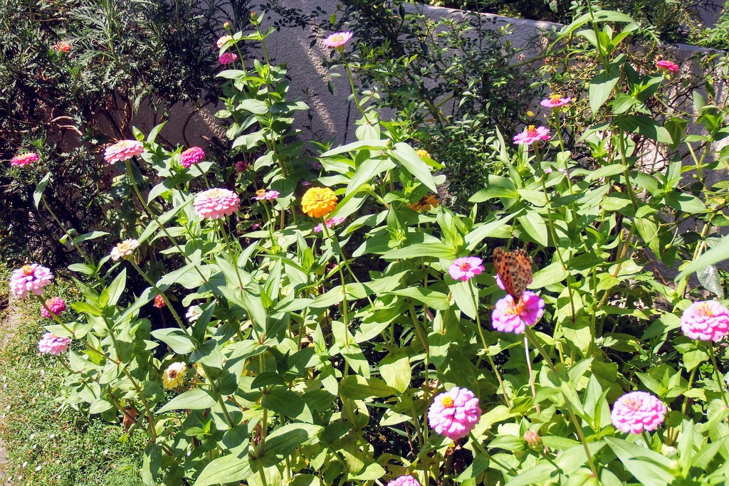 DSCF8494
