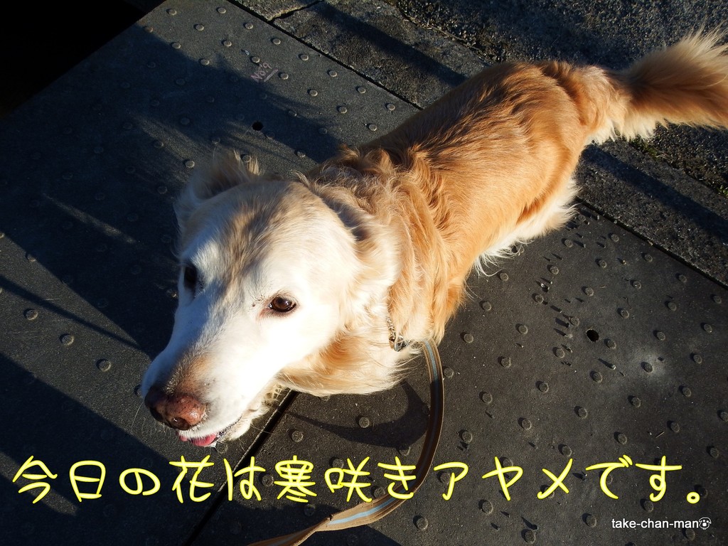 DSCF4113