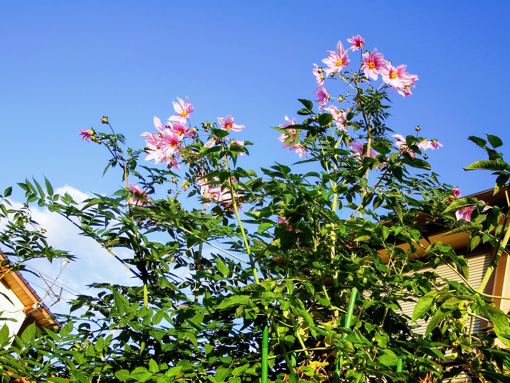 DSCF4859-001