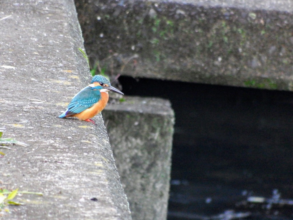 DSCF1049