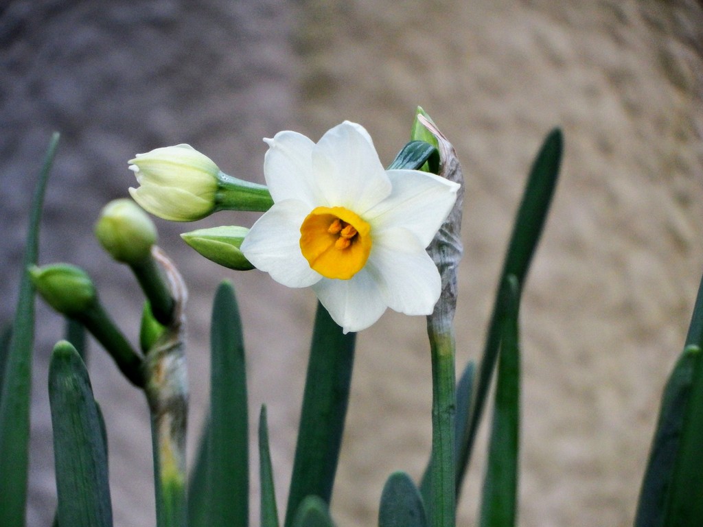 DSCF1592