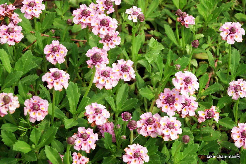 DSCF8429