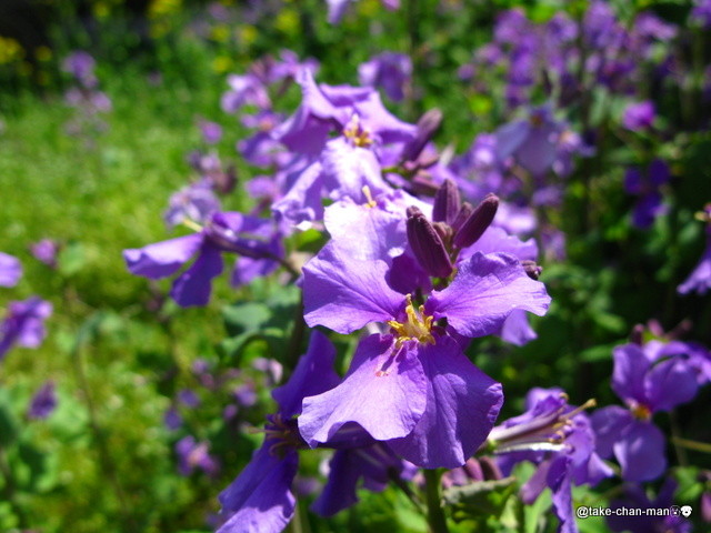 庭の紫花菜 むらさきはなな の花 れお君と庭の花 Fromたけちゃんマン