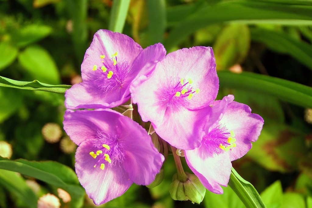 DSCF6085