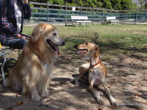 20131014バラ園8