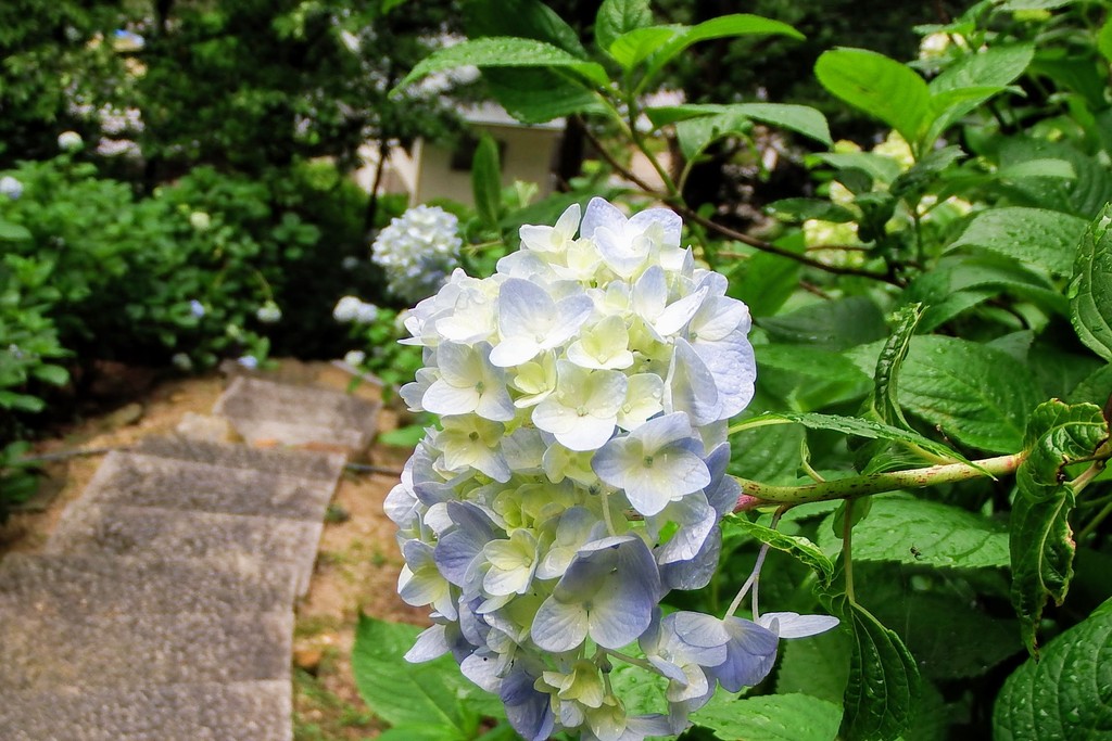 DSCF6813-001