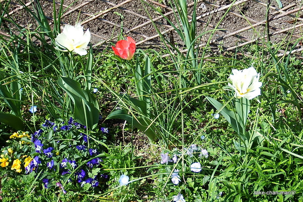 DSCF2963