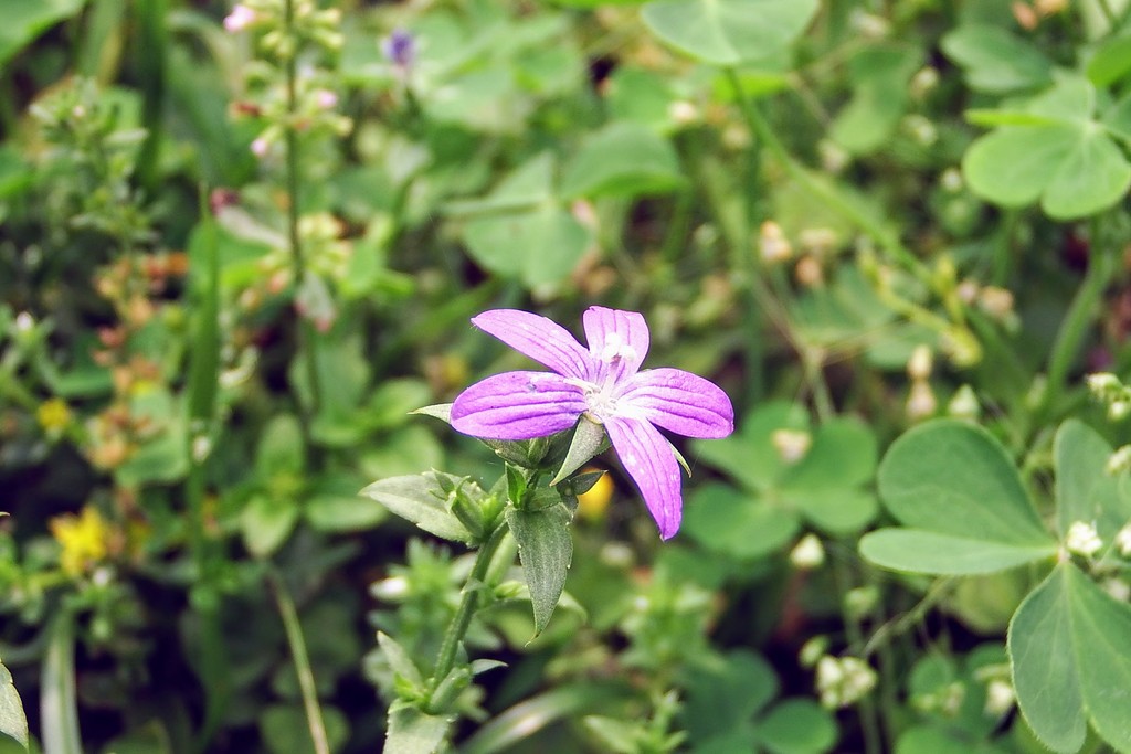 DSCF6367