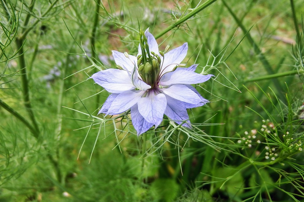DSCF5473