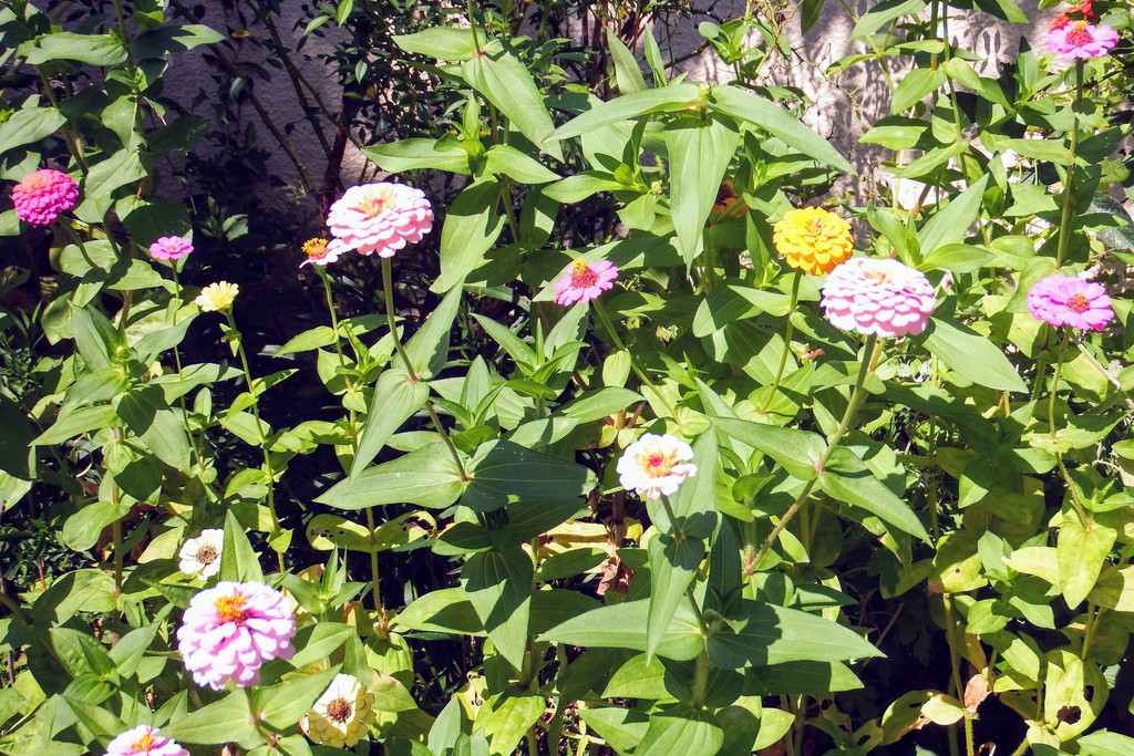 DSCF8496