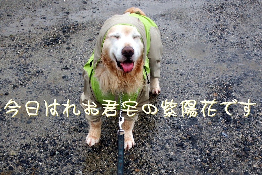 DSCF8974
