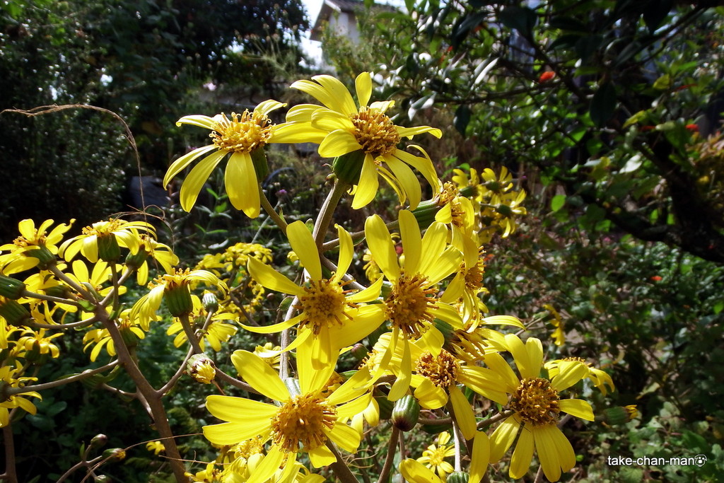 DSCF9012