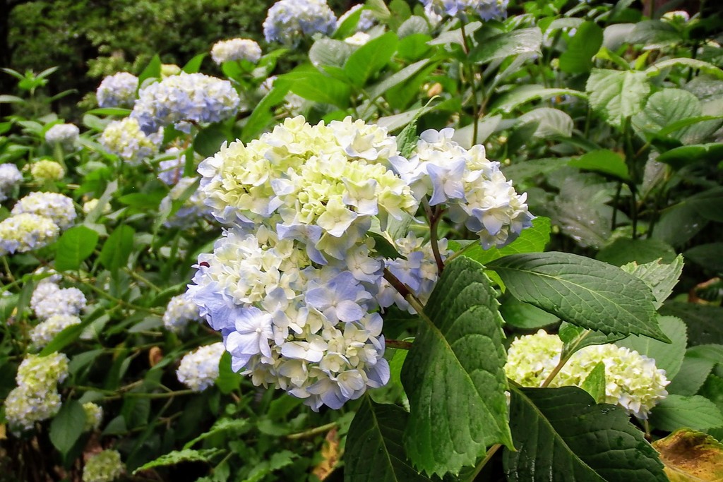 DSCF6817-001