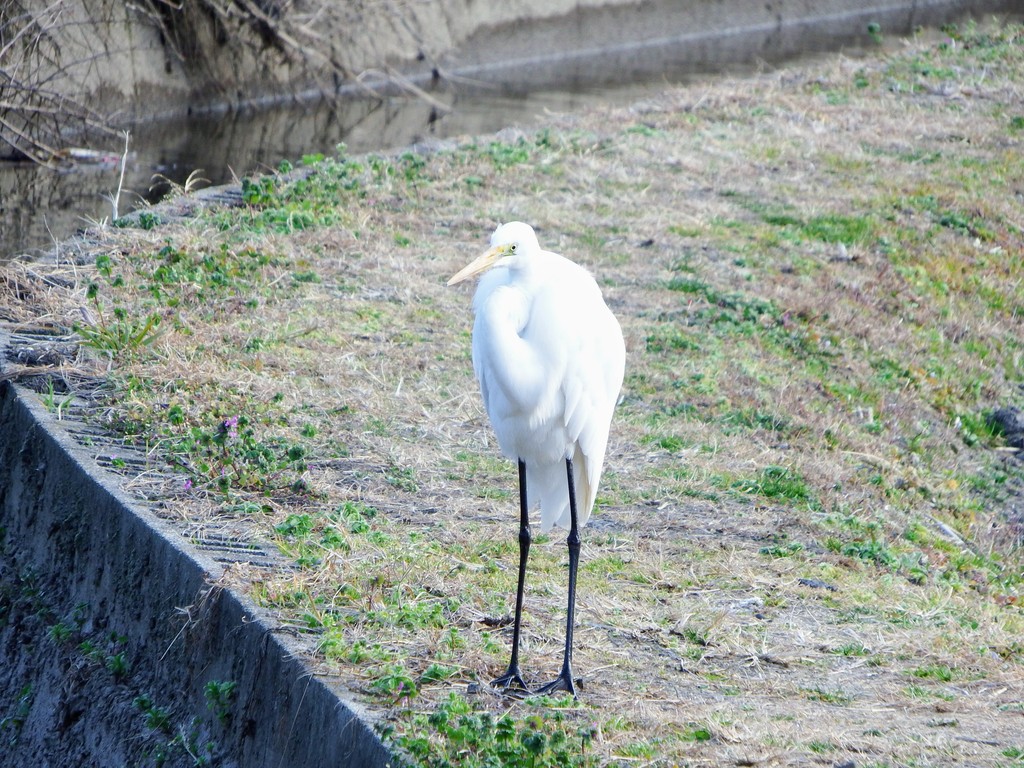 DSCF1666