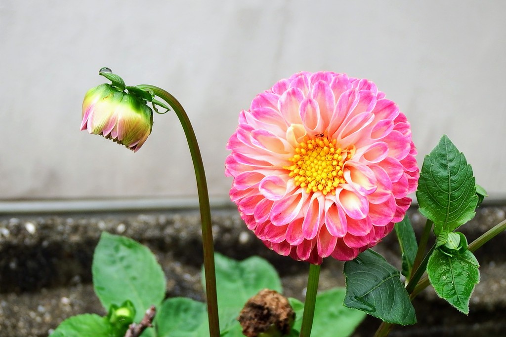 DSCF7705
