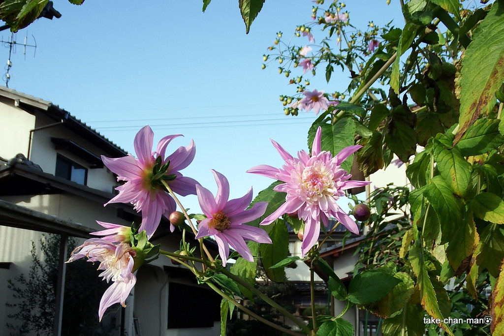 DSCF5141