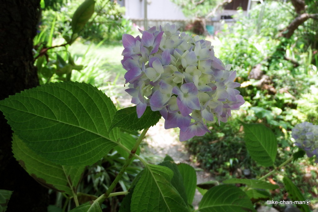 DSCF8500