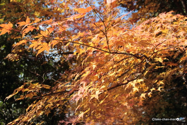 IMG_5184raw
