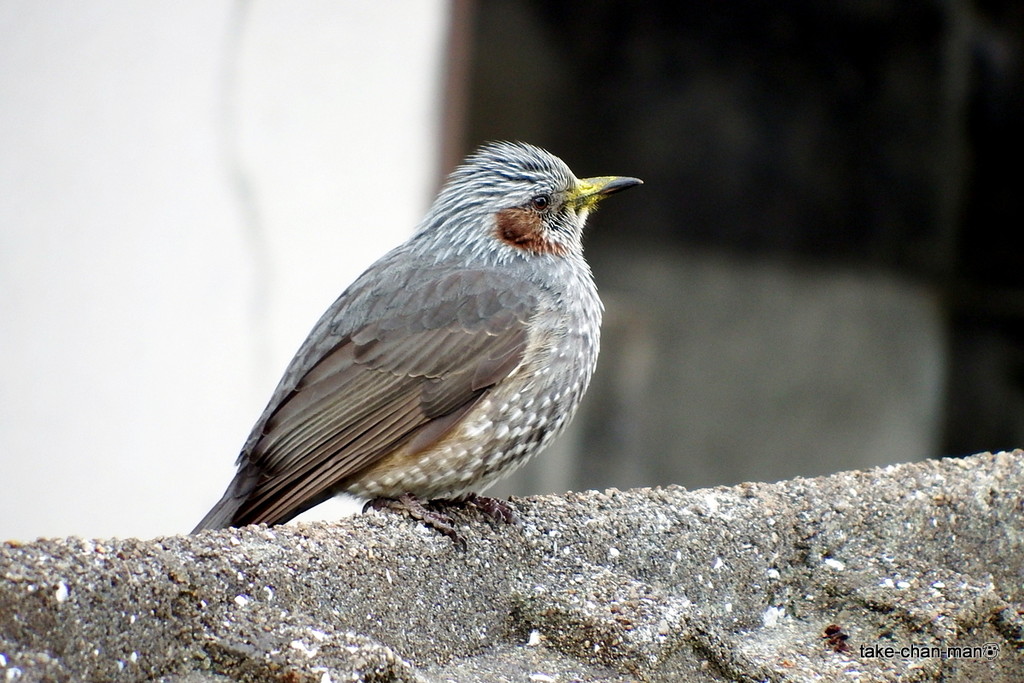 DSCF0034