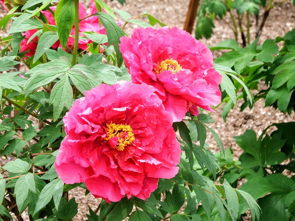 DSCF7272