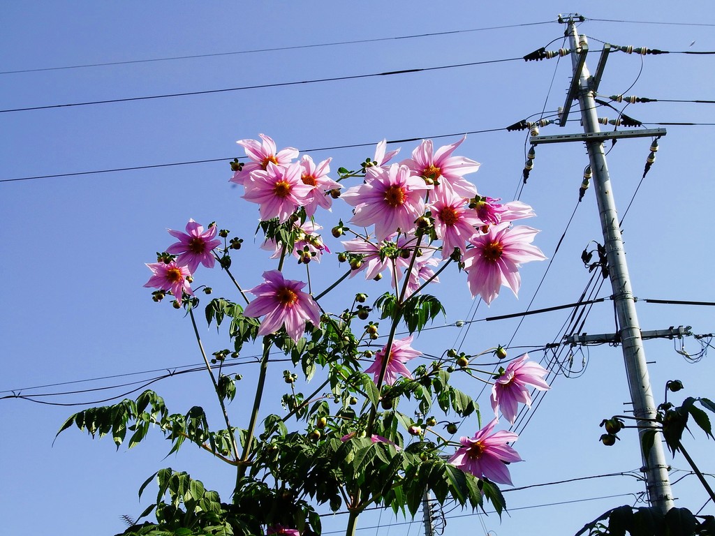DSCF4812