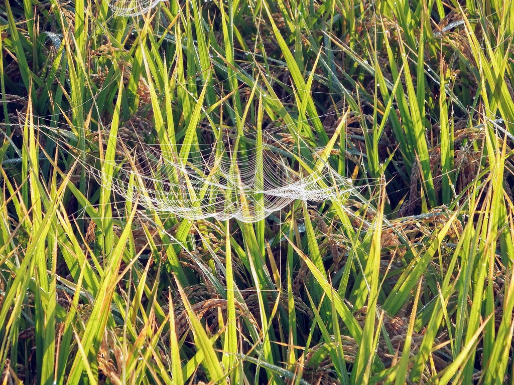 DSCF3965