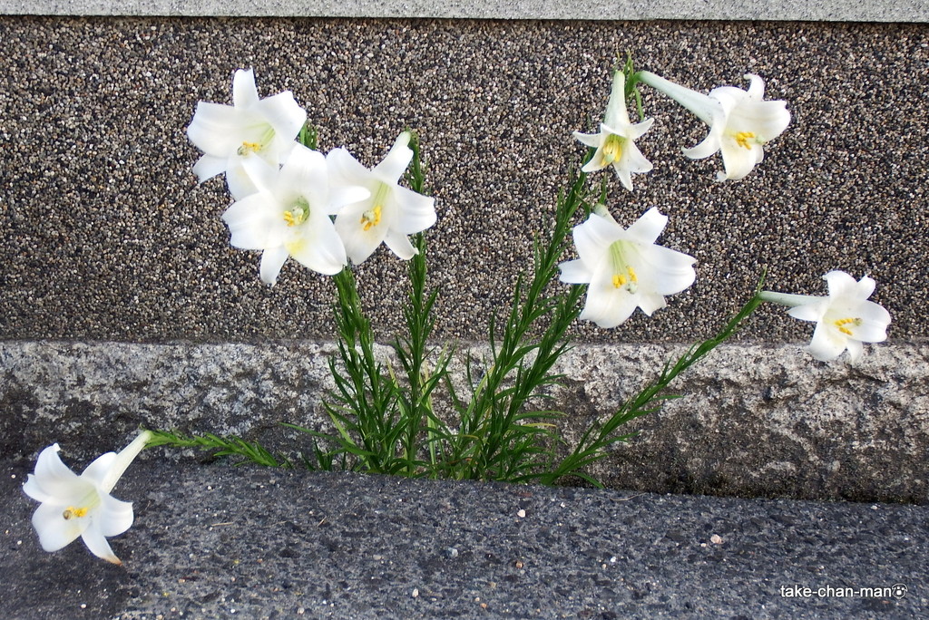 DSCF1018