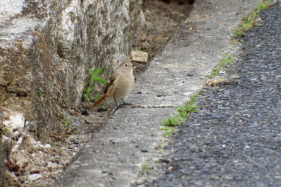 20170325ジョウビタキのメス